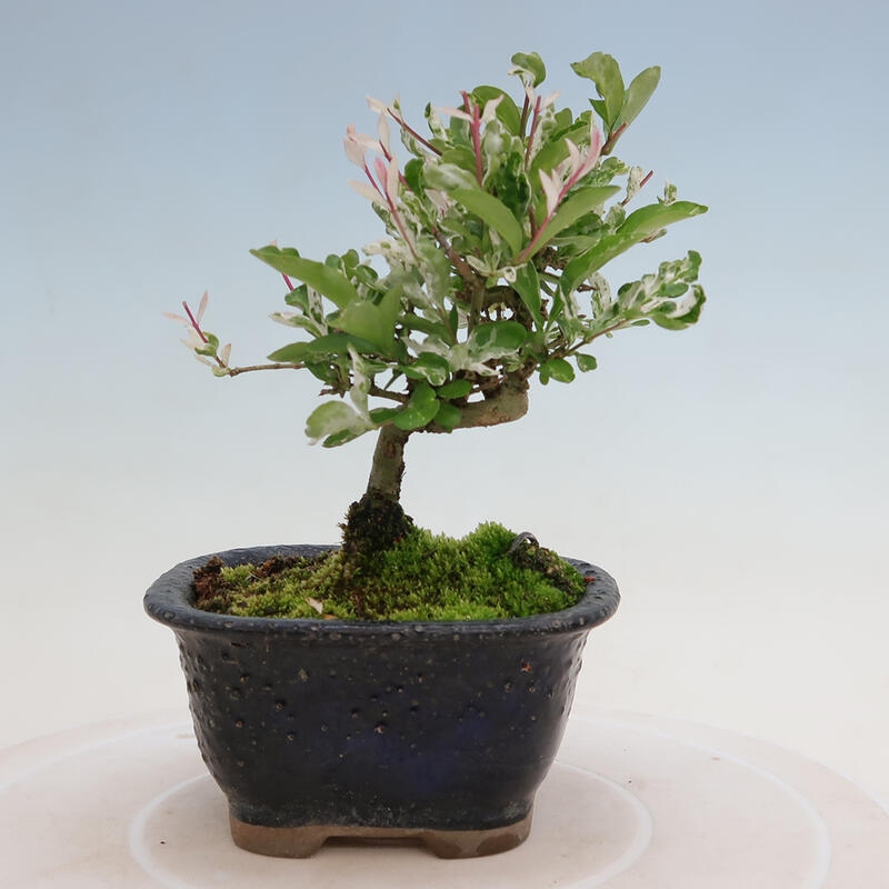 Venkovní bonsai - Ligustrum obtusifolium - Ptačí zob tupolistý