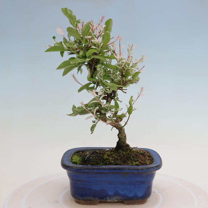 Venkovní bonsai - Ligustrum obtusifolium - Ptačí zob tupolistý