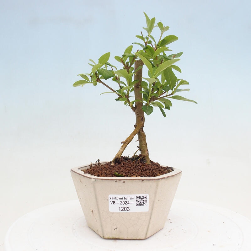 Venkovní bonsai - Ligustrum vulgare - Ptačí zob