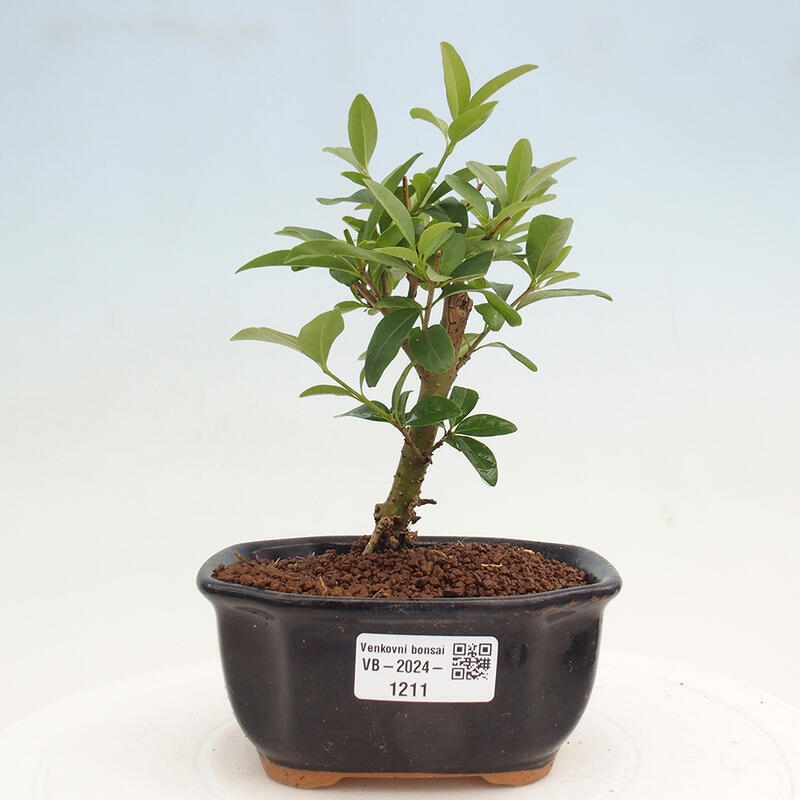 Venkovní bonsai - Ligustrum vulgare - Ptačí zob