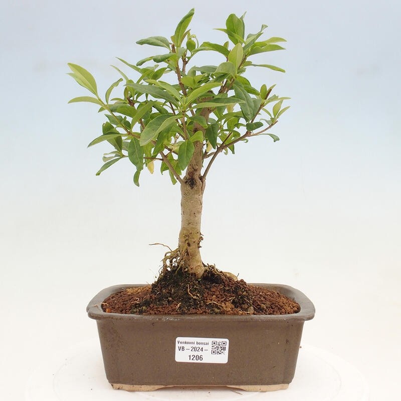 Venkovní bonsai - Ligustrum vulgare - Ptačí zob