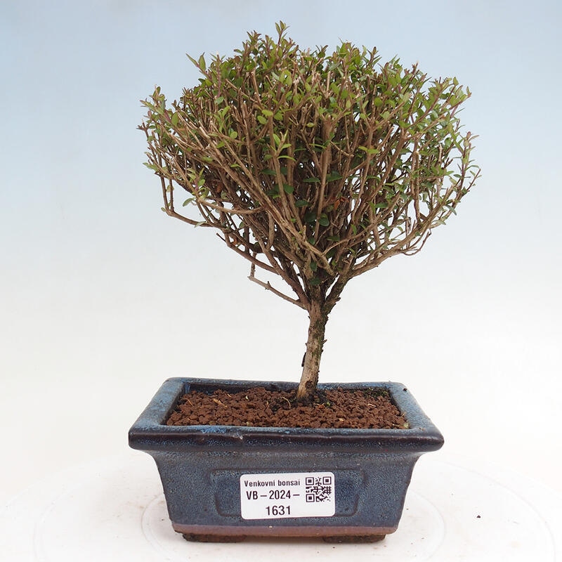 Venkovní bonsai-Lonicera nitida Twiggy -Zimolez