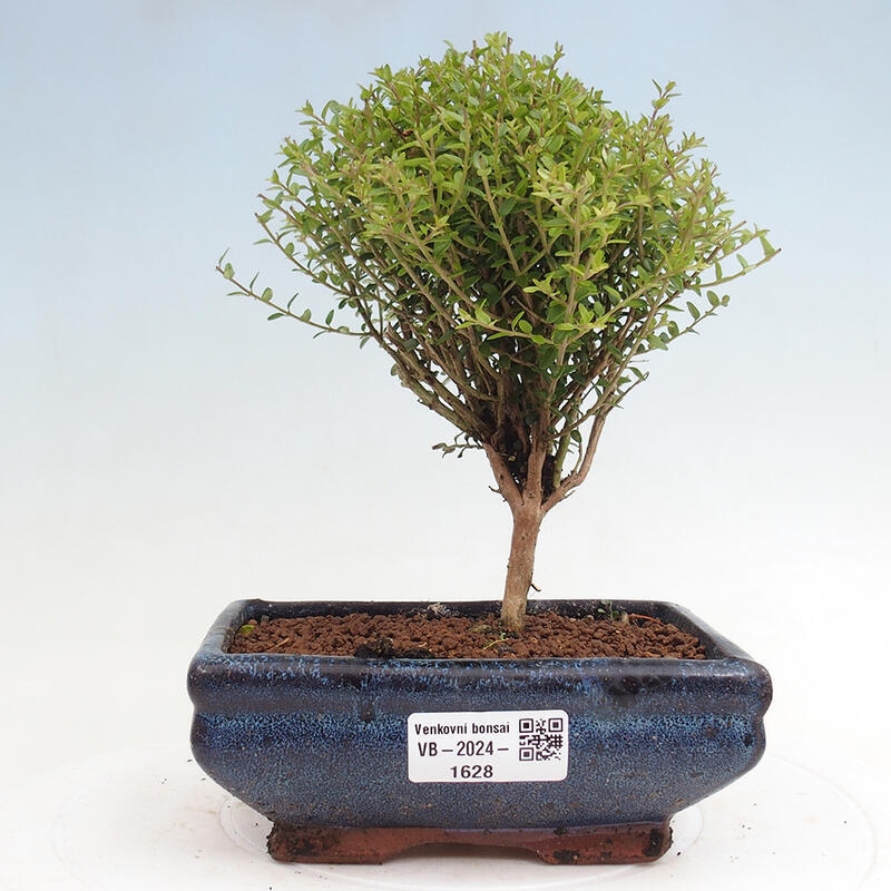 Venkovní bonsai-Lonicera nitida Twiggy -Zimolez