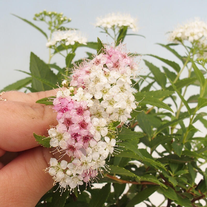 Venkovní bonsai -malolistý tavolník - Spirea japonica GENPSI