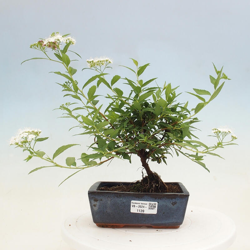 Venkovní bonsai -malolistý tavolník - Spirea japonica GENPSI