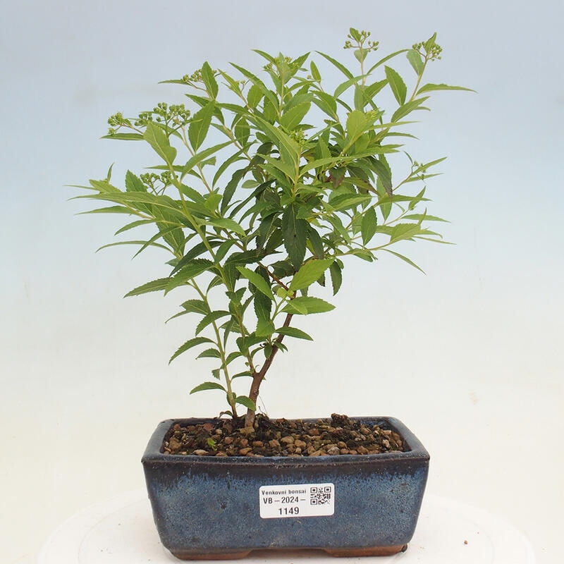 Venkovní bonsai -malolistý tavolník - Spirea japonica GENPSI