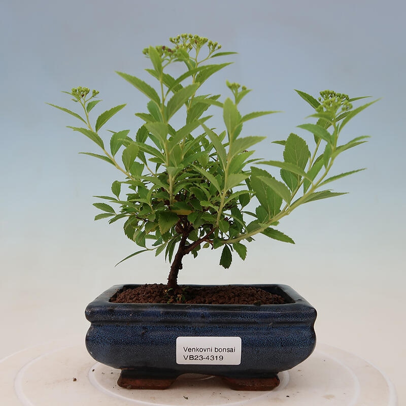 Venkovní bonsai -malolistý tavolník - Spirea japonica GENPSI