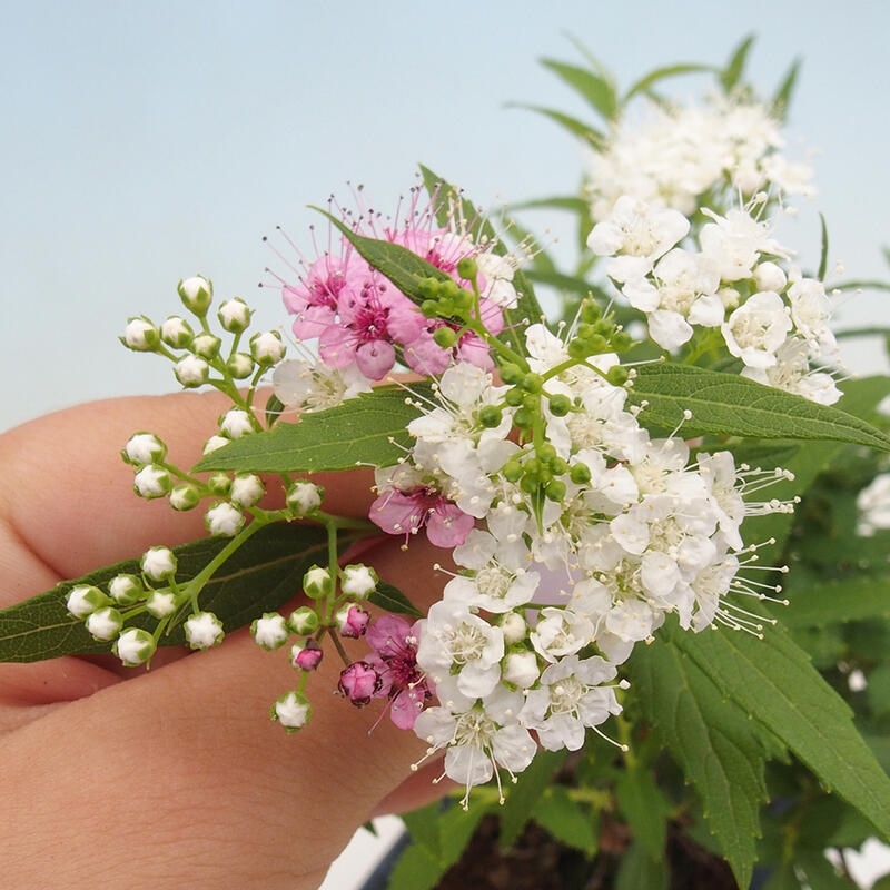 Venkovní bonsai -malolistý tavolník - Spirea japonica GENPSI