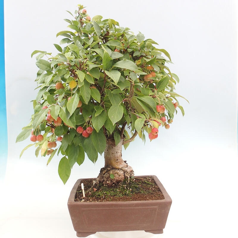 Venkovní bonsai -Malus halliana - Maloplodá jabloň