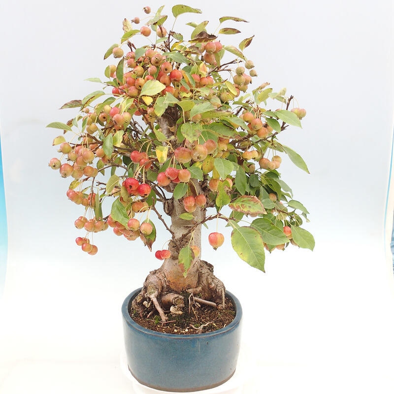 Venkovní bonsai -Malus halliana - Maloplodá jabloň