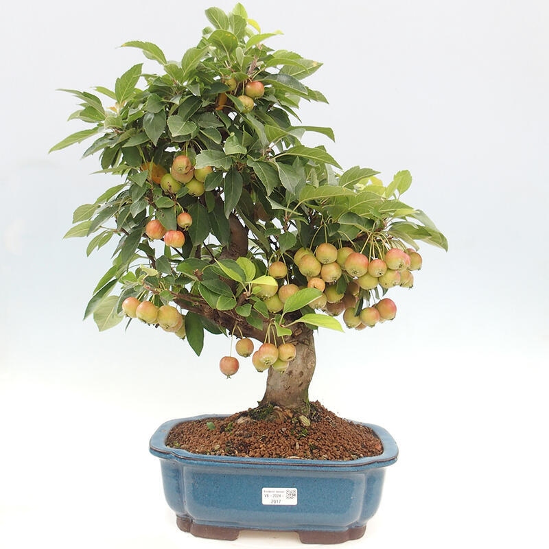 Venkovní bonsai -Malus halliana - Maloplodá jabloň