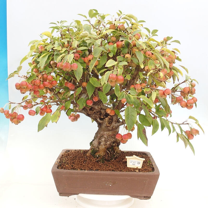 Venkovní bonsai -Malus halliana - Maloplodá jabloň