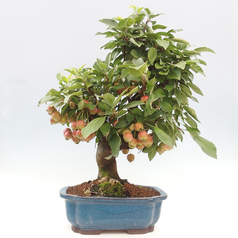 Venkovní bonsai -Malus halliana - Maloplodá jabloň