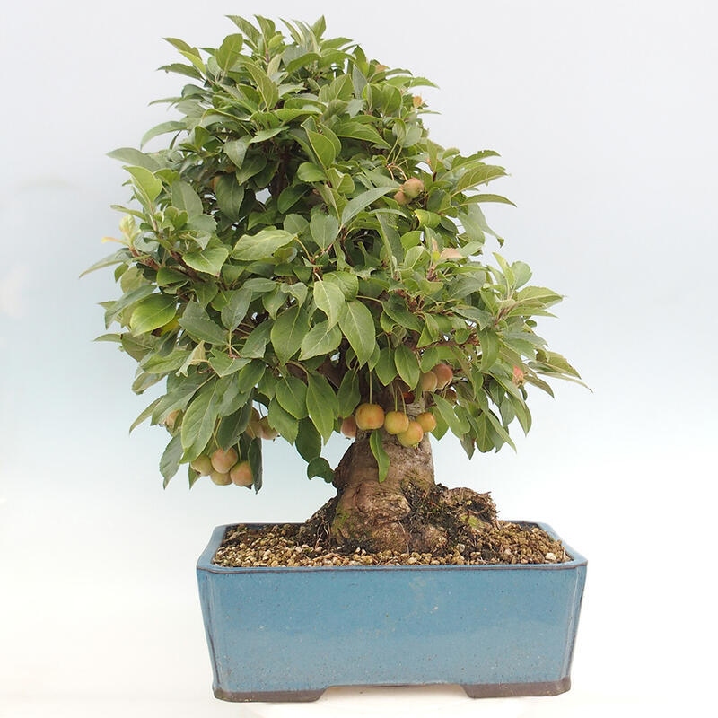 Venkovní bonsai -Malus halliana - Maloplodá jabloň