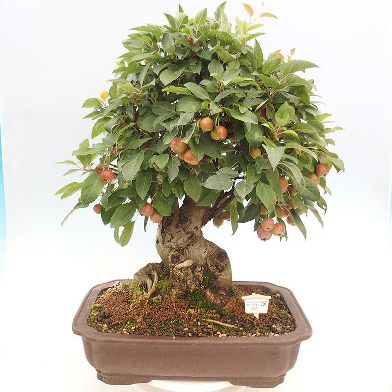 Venkovní bonsai -Malus halliana - Maloplodá jabloň