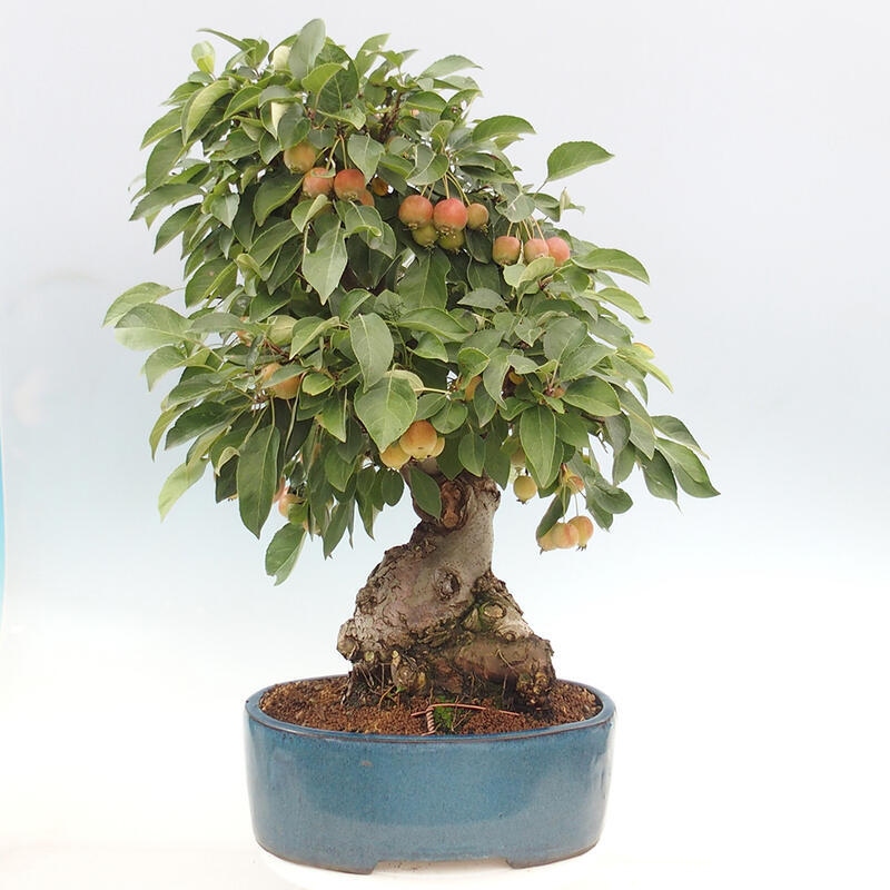 Venkovní bonsai -Malus halliana - Maloplodá jabloň