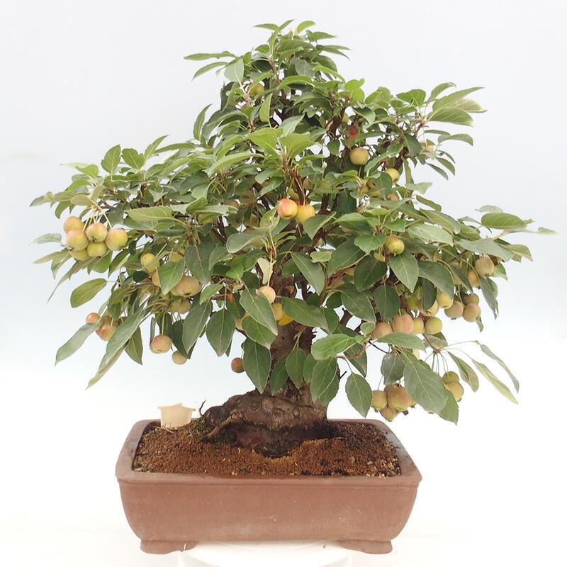 Venkovní bonsai -Malus halliana - Maloplodá jabloň