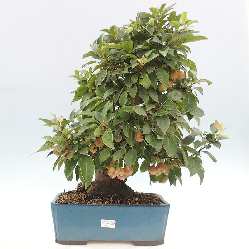 Venkovní bonsai -Malus halliana - Maloplodá jabloň