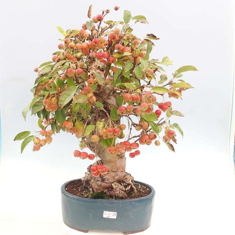 Venkovní bonsai -Malus halliana - Maloplodá jabloň