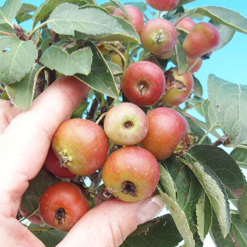 Venkovní bonsai -Malus halliana - Maloplodá jabloň