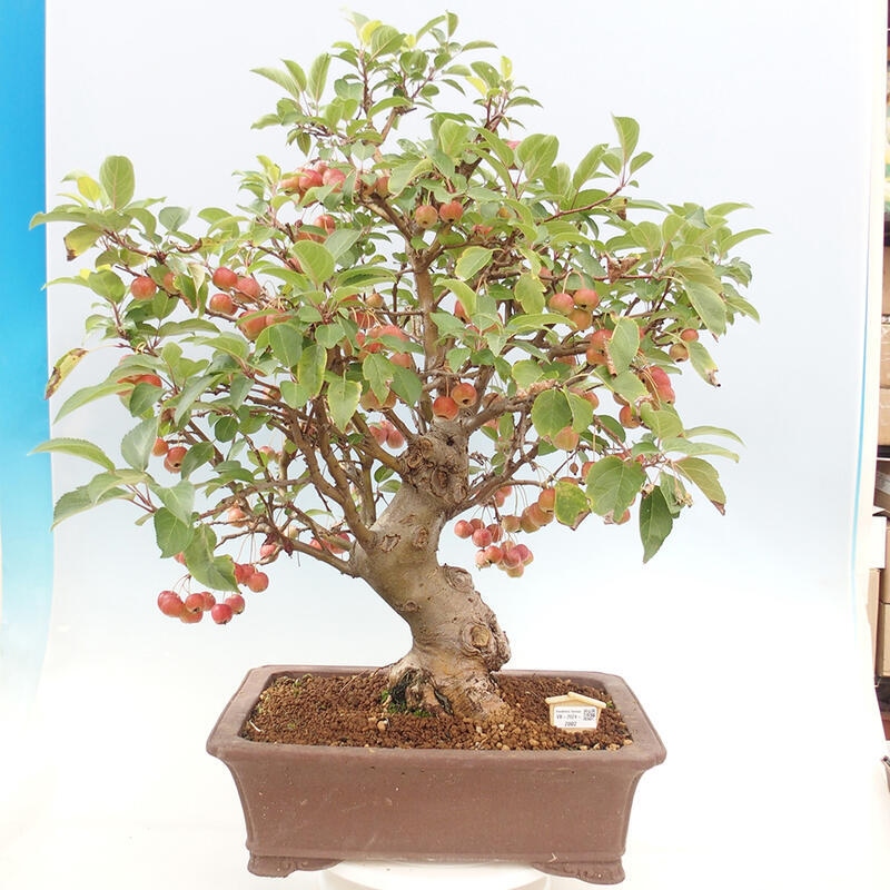 Venkovní bonsai -Malus halliana - Maloplodá jabloň