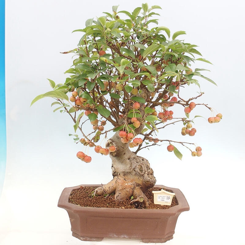 Venkovní bonsai -Malus halliana - Maloplodá jabloň