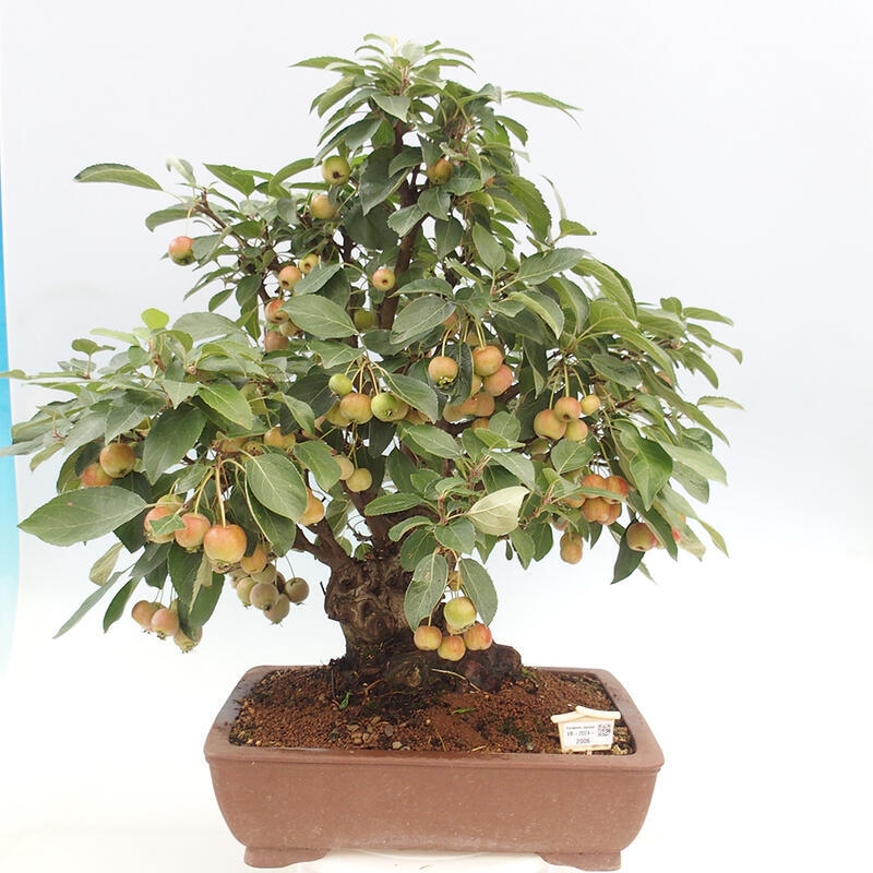 Venkovní bonsai -Malus halliana - Maloplodá jabloň