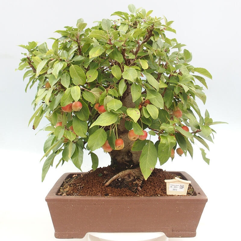 Venkovní bonsai -Malus halliana - Maloplodá jabloň