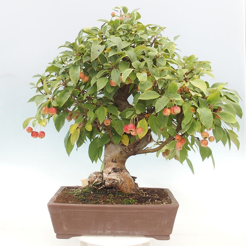 Venkovní bonsai -Malus halliana - Maloplodá jabloň