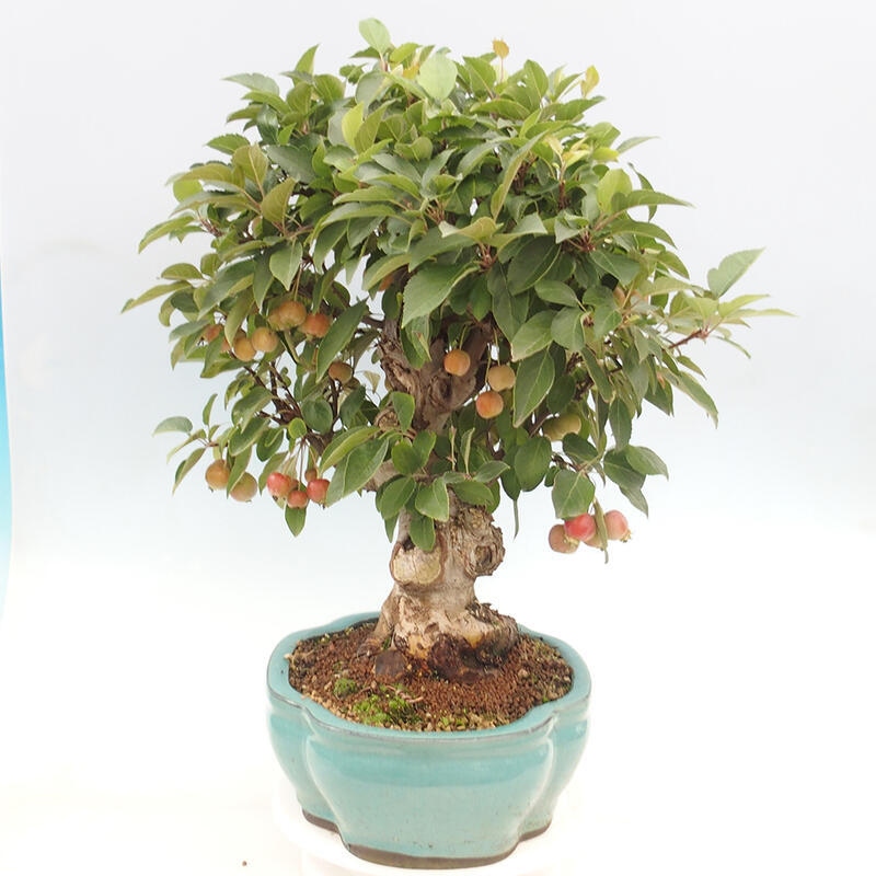 Venkovní bonsai -Malus halliana - Maloplodá jabloň