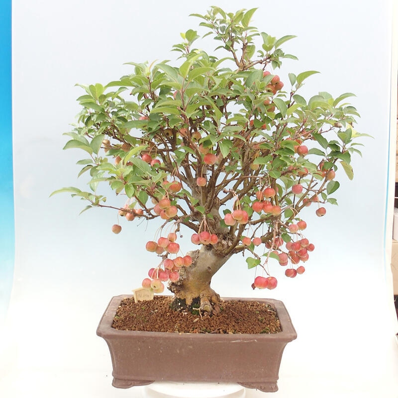 Venkovní bonsai -Malus halliana - Maloplodá jabloň