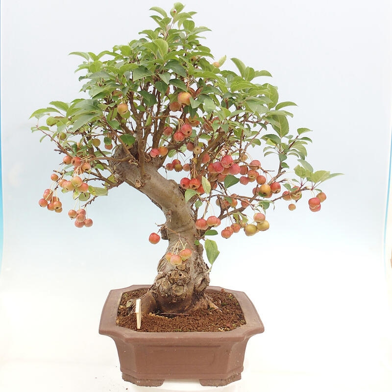 Venkovní bonsai -Malus halliana - Maloplodá jabloň