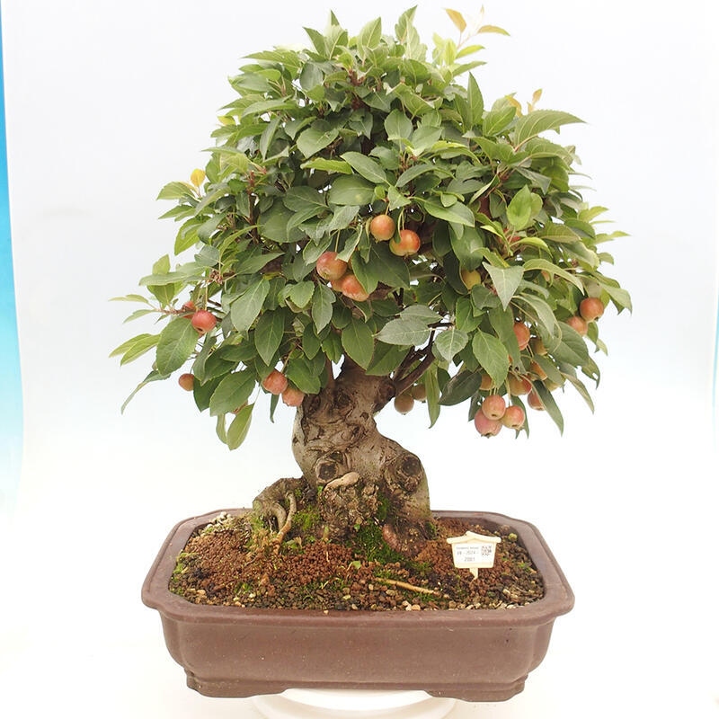 Venkovní bonsai -Malus halliana - Maloplodá jabloň