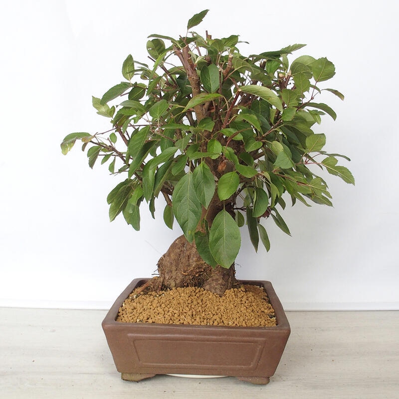 Venkovní bonsai -Malus halliana - Maloplodá jabloň