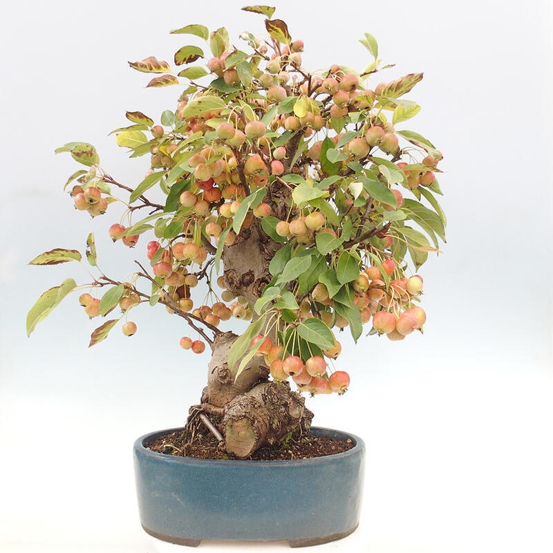 Venkovní bonsai -Malus halliana - Maloplodá jabloň