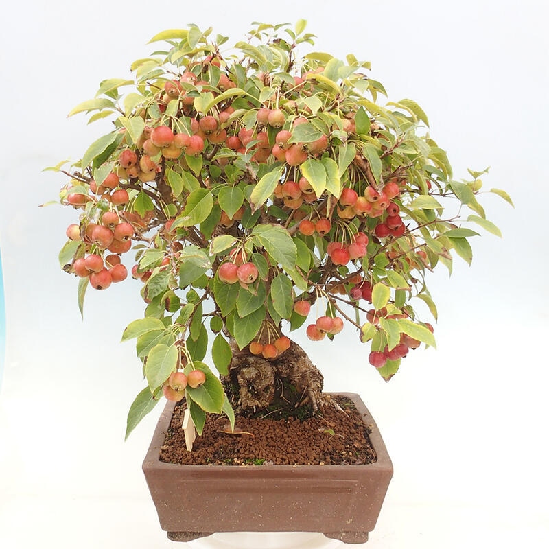 Venkovní bonsai -Malus halliana - Maloplodá jabloň