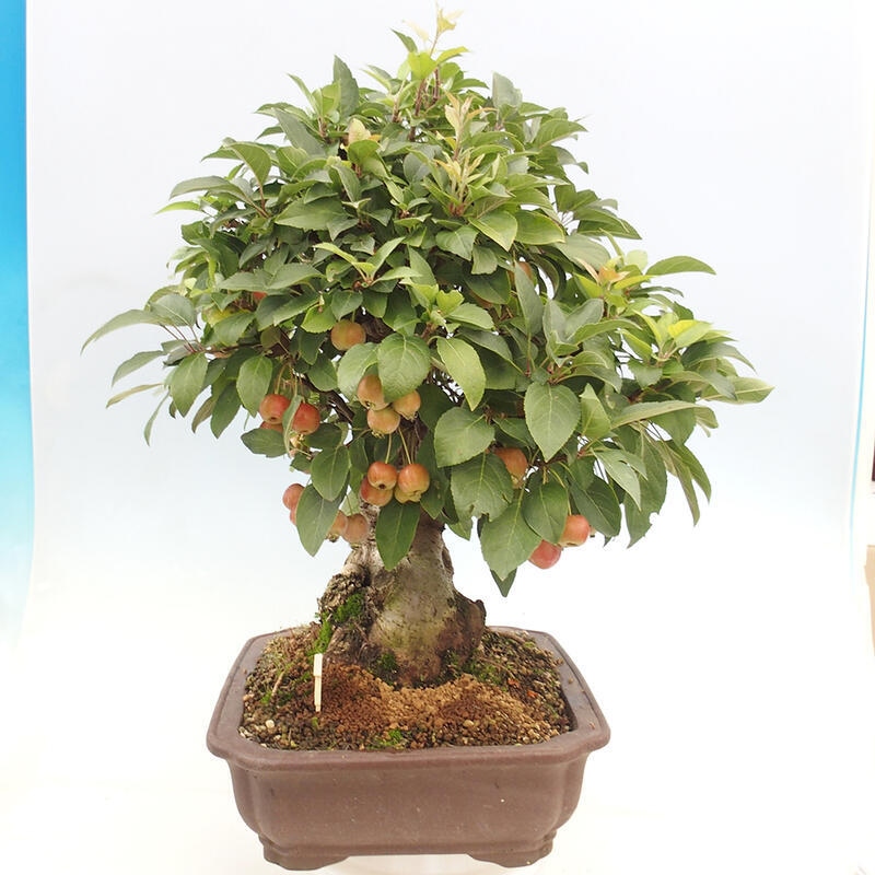 Venkovní bonsai -Malus halliana - Maloplodá jabloň