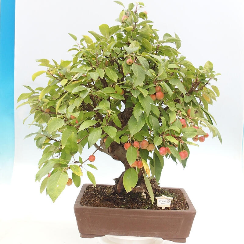 Venkovní bonsai -Malus halliana - Maloplodá jabloň