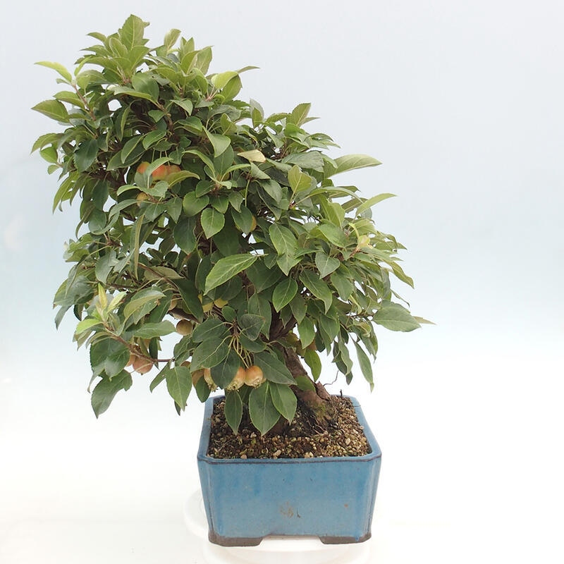 Venkovní bonsai -Malus halliana - Maloplodá jabloň