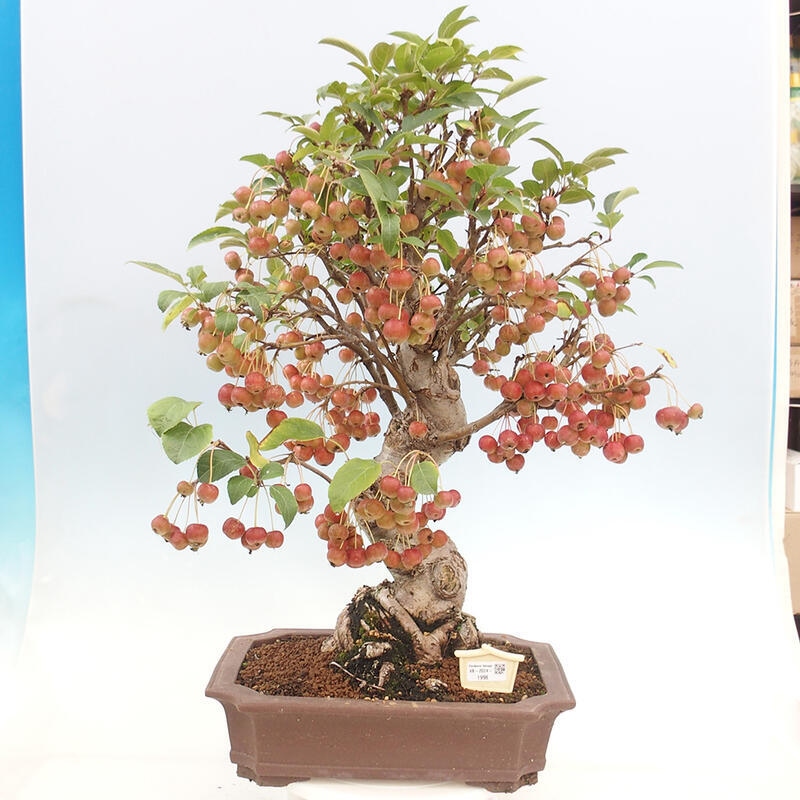 Venkovní bonsai -Malus halliana - Maloplodá jabloň