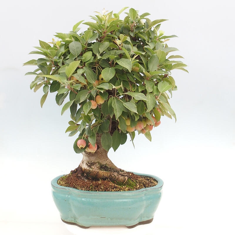 Venkovní bonsai -Malus halliana - Maloplodá jabloň