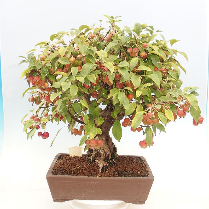 Venkovní bonsai -Malus halliana - Maloplodá jabloň