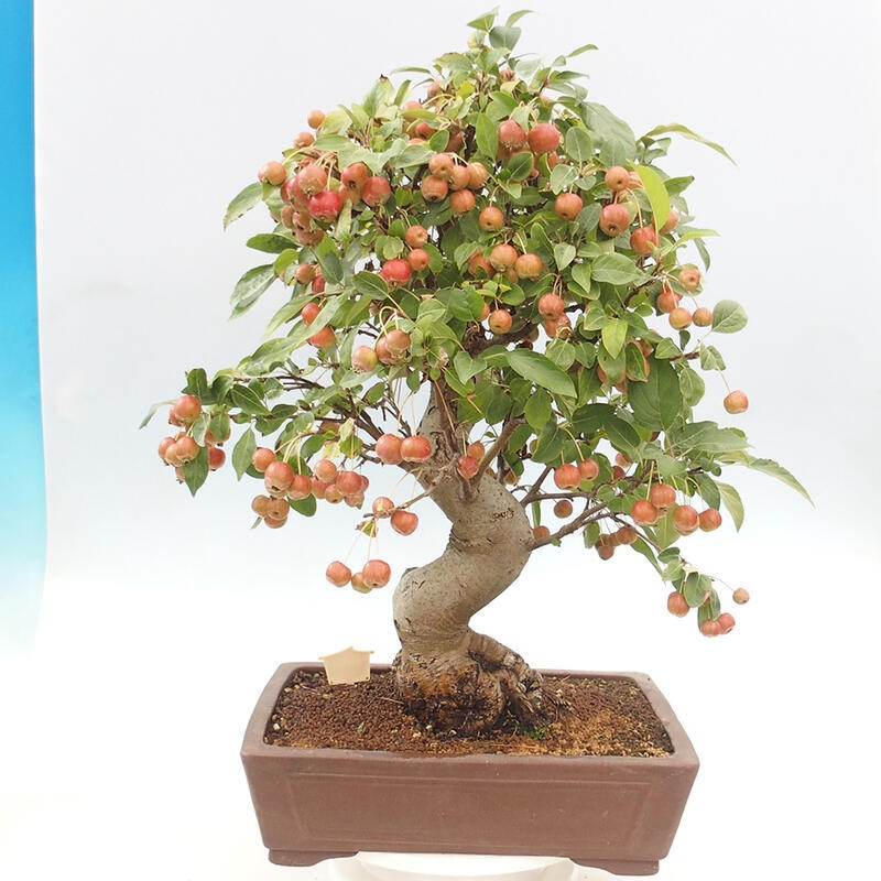 Venkovní bonsai -Malus halliana - Maloplodá jabloň