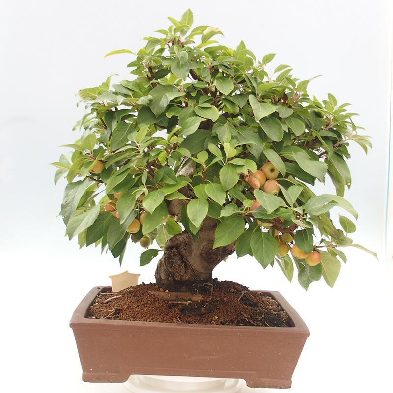 Venkovní bonsai -Malus halliana - Maloplodá jabloň