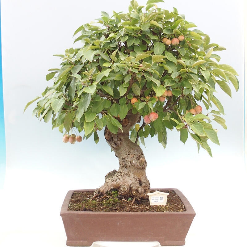 Venkovní bonsai -Malus halliana - Maloplodá jabloň