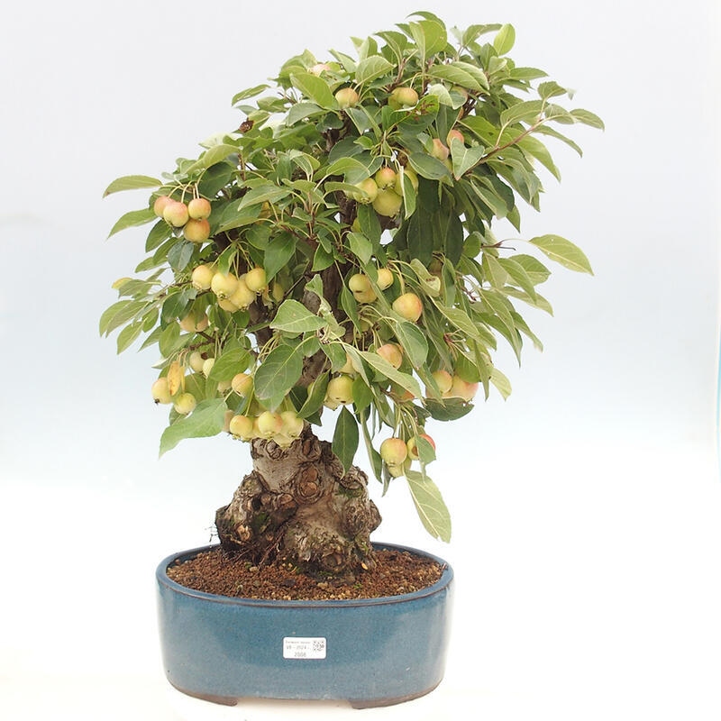 Venkovní bonsai -Malus halliana - Maloplodá jabloň