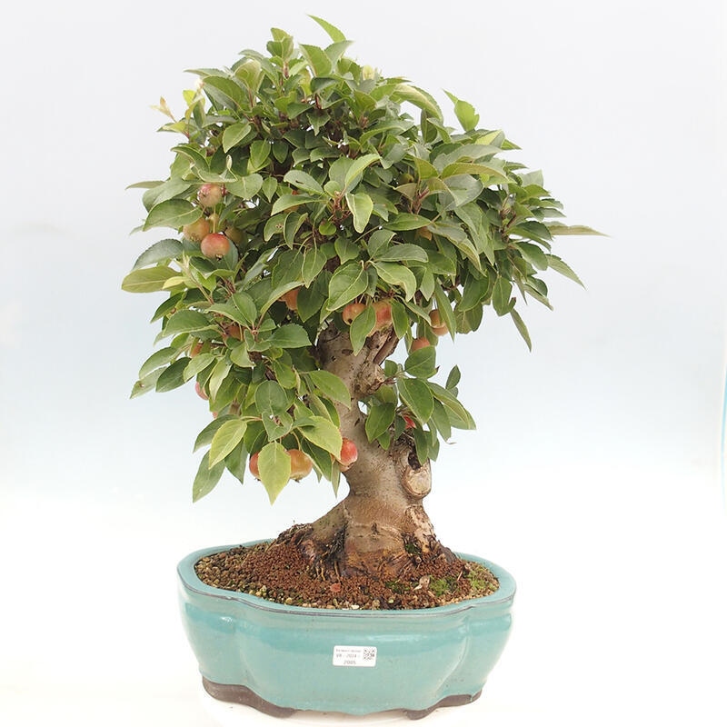 Venkovní bonsai -Malus halliana - Maloplodá jabloň