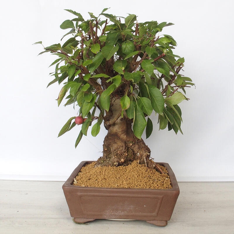 Venkovní bonsai -Malus halliana - Maloplodá jabloň