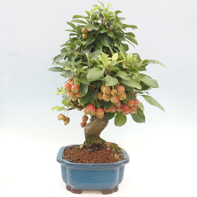 Venkovní bonsai -Malus halliana - Maloplodá jabloň