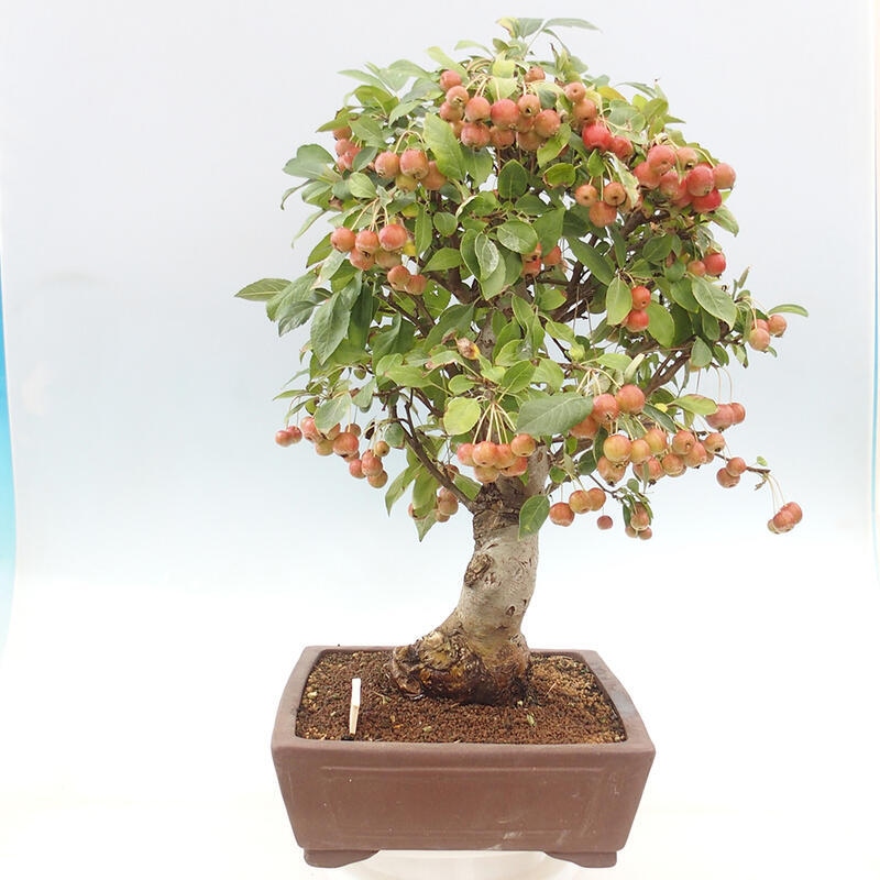 Venkovní bonsai -Malus halliana - Maloplodá jabloň